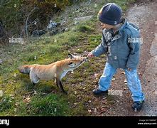 Image result for Fox and Human Interaction