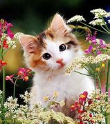 Image result for Cute Cat in Flowers