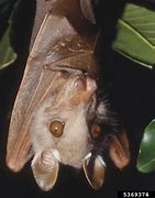 Image result for Gambian Epauletted Fruit Bat