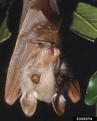 Image result for Wahlberg's Epauletted Fruit Bat