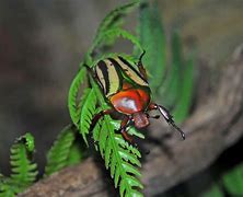 Image result for Flower Beetle