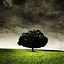Image result for iPhone Wallpaper Trees