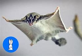 Image result for Funny Flying Animals