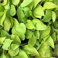 Image result for Hosta Ki Ren Jyaku