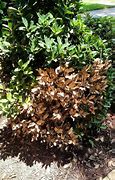 Image result for Apple Tree Leaf Curl and Brown Spots