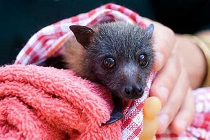 Image result for Beautiful Bats