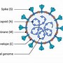 Image result for RT-PCR Protocol