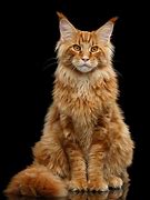 Image result for Ginger Orange Tabby Cat