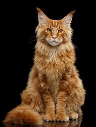 Image result for Orange and White Long Hair Cat