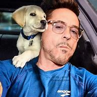 Image result for Robert Downey Jr Dog Meme