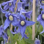 Image result for Clematis integrifolia Blue Ribbons