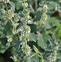 Image result for What Is Horehound
