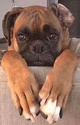 Image result for Cute Boxers
