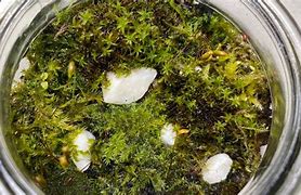 Image result for Bioactive Terrarium Moss