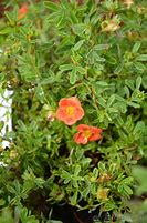 Bildergebnis für Potentilla fruticosa Red Lady
