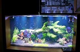 Image result for LED Planted Aquarium Lighting