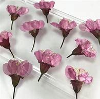 Image result for Sakura Pressed Flower