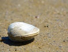 Image result for Cohag Clams