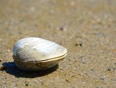 Image result for Ocean Quahog Shell