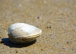 Image result for Pacific Seafood Chopped Ocean Quahog Clams