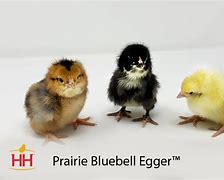 Image result for Female Prairie Chicken