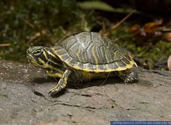 Image result for Pseudemys texana
