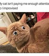 Image result for Friday Best Cats Meme