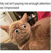 Image result for Cute Cat Photos Meme