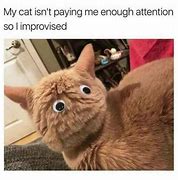 Image result for Simon's Cat Meme