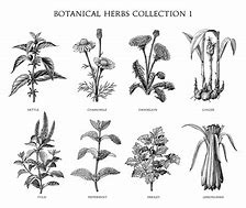 Image result for Botany Clip Art