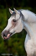 Image result for Purebred Arabian Horse