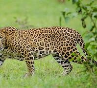 Image result for Indian Leopard