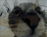 Image result for Gray Cat Staring at Camera Meme