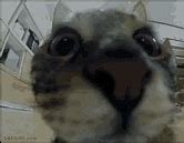 Image result for Cat Camera Meme