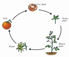 Image result for Plant Life Cycle Steps