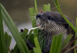 Image result for River Otter Teeth