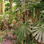 Image result for Hardy Palm Trees