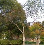 Image result for Apple Tree Leaves Turning Brown On Edges
