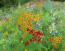 Image result for Wildflower Plants