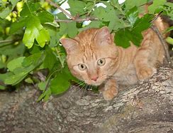 Image result for Cat Eeking through Plant Leaves