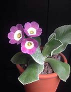 Image result for Primula auricula Taffeta