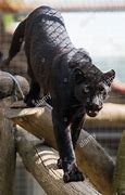 Image result for Black Panther with Zookeeper
