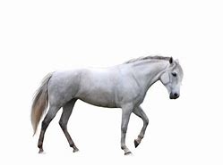 Image result for HD Horse Pics 4K