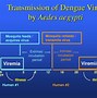 Image result for Dengue Virus Transmission