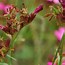 Image result for Dianthus carthusianorum var. humilis