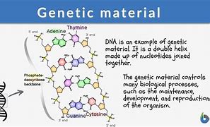 Image result for DNA Genetic Material
