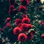 Image result for Beautiful Flower Nature iPhone Wallpaper