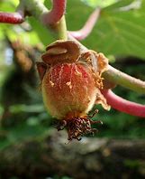 Image result for Actinidia Chinensis Fruit