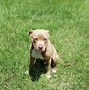 Image result for Baby Pitbull Puppies