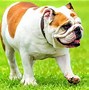 Image result for Medium Size Dog Pictures